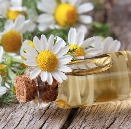 Chamomile flowers beside a small glass bottle of pure chamomile essential oil resting on a wooden surface