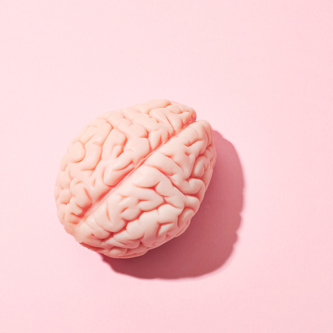 Model brain resting on a pink background with soft shadow