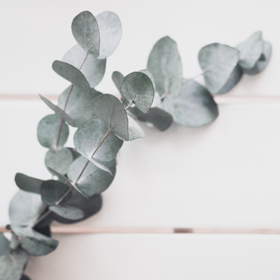 Close-up of a eucalyptus sprig on pale wooden slats, silvery-green round leaves and soft natural light