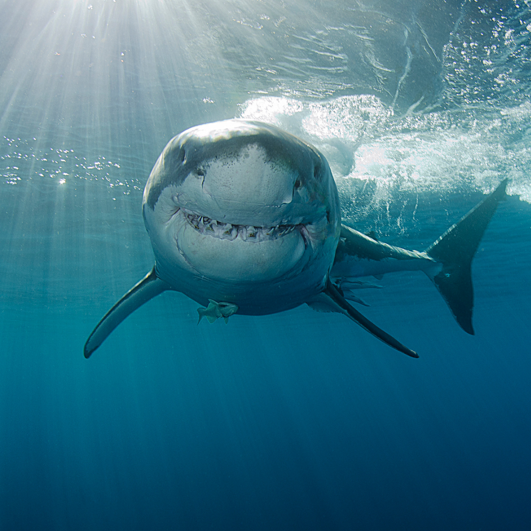Great white shark swimming toward the camera in clear blue ocean with sunbeams filtering from the surface